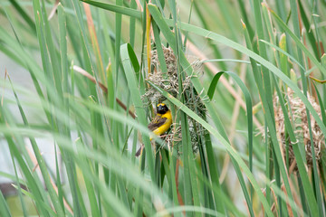 Asian golden weaver