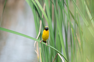 Asian golden weaver