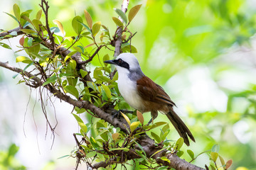 White-crested Laughingthrush