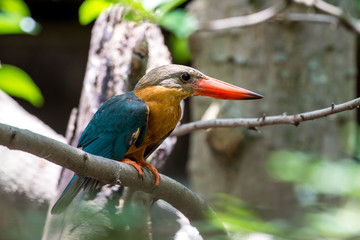 Stork-billed Kingfisher is a very large kingfisher, adult has a green back, blue wings and tail, olive-brown head and very large bill and legs are bright red.