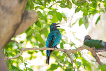 Asian Fairy-bluebird is found in forests across tropical southern Asia