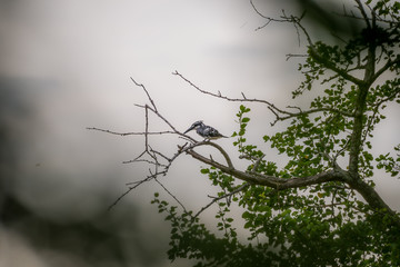 Pied kingfisher