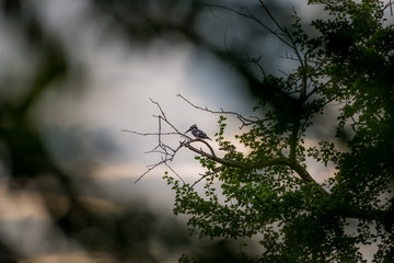 Pied kingfisher
