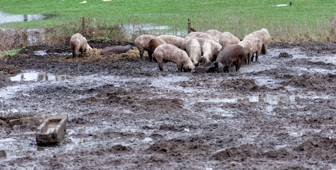Lucky pigs on a organic farm in the mud, free running and without a narrow stable, organically valuable and healthy