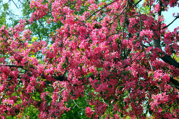 Beautiful pink blooming tree. Blooming Spring