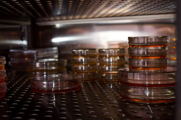 Cell petri dishes in a incubator - obrazy, fototapety, plakaty