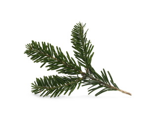 Pine branch isolated on white background