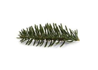 Pine branch isolated on white background