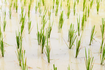 Obraz premium Rice seedlings in the Rice fields. Rice growing in the field
