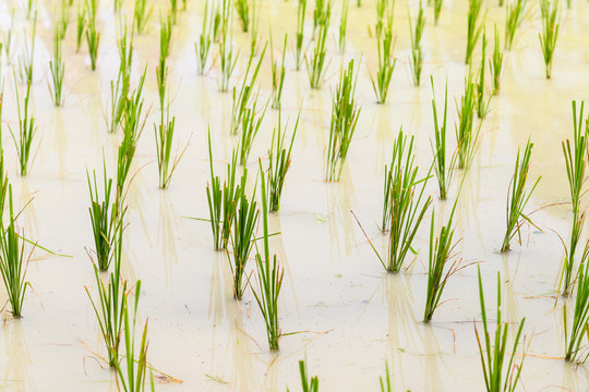 Rice seedlings in the Rice fields. Rice growing in the field