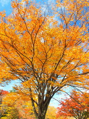 Fototapeta premium 黄葉の欅