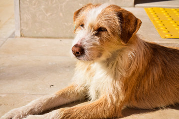 A calm street dog lying in a sun linght