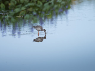 美しい池沼のツルシギ