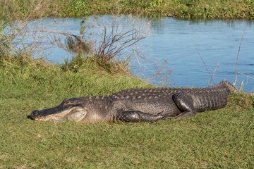 Alligator body