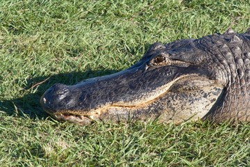 Alligator head