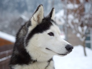 Husky dog