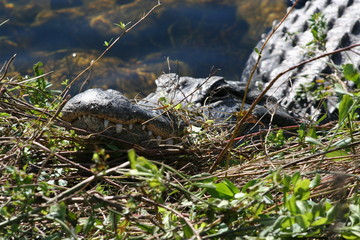 Alligator