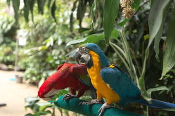 Portrait of colorful scarlet macaw parrot stand on timber in the zoo.