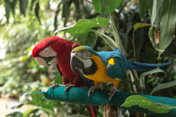 Portrait of colorful scarlet macaw parrot stand on timber in the zoo.