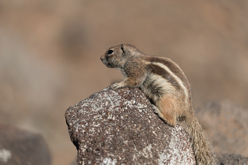Barbary Ground Squirrel Atlantoxerus getulus on  Fuerteventura, Canary Islands  Spain