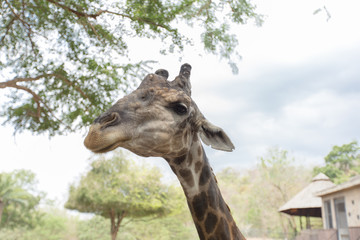 Close-up of a cute giraffe in front of some green trees.