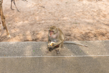 Monkey was sitting on the floor and eating banana.