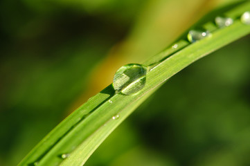 Water dropplet on grass