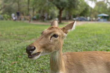 Fototapeta premium Burmese brow-antlered deer or Rucervus eldii thamin.