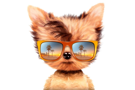 Dog in sunglasses isolated on white background