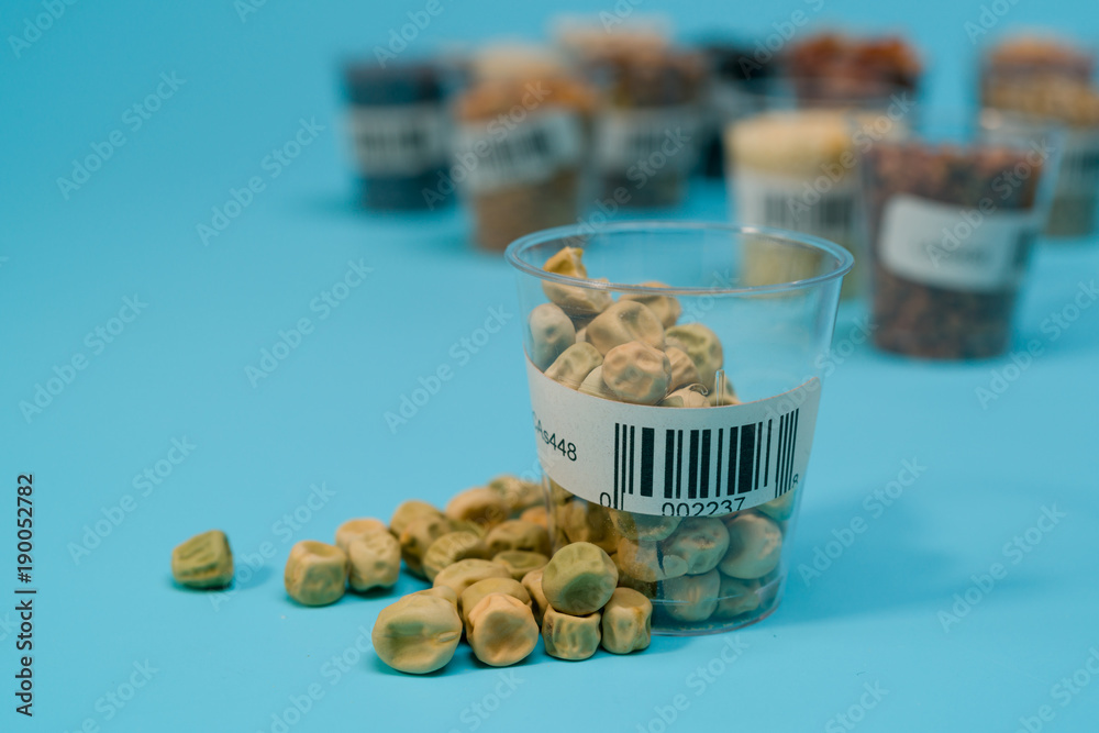 Wall mural seeds of peas in the laboratory of Seed Certification  and Quality Control