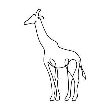 Endless line art illustration of giraffe. Continuous black outline drawing on white background
