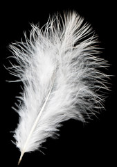 Obraz premium white feather on a black background
