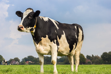 Vache noire et blanche hollandaise dans un pré d& 39 herbe