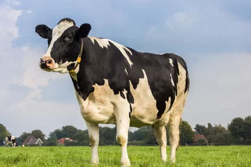 Selbstklebende Fototapete Kuh Niederländische schwarz-weiße Kuh auf einer Graswiese