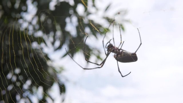 Scary Big Spider Making Net. 4K. Bali, Indonesia.