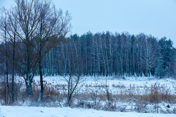Winter landscape with birch grove. Winter rural landscape