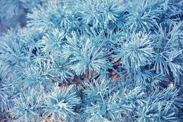 Pine branches covered with rime. Natural winter background. Winter nature. Snowy forest. Christmas background.