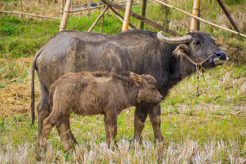 Thai Mother Buffalo and baby Buffalo in the field