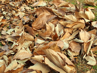 アオギリの枯葉