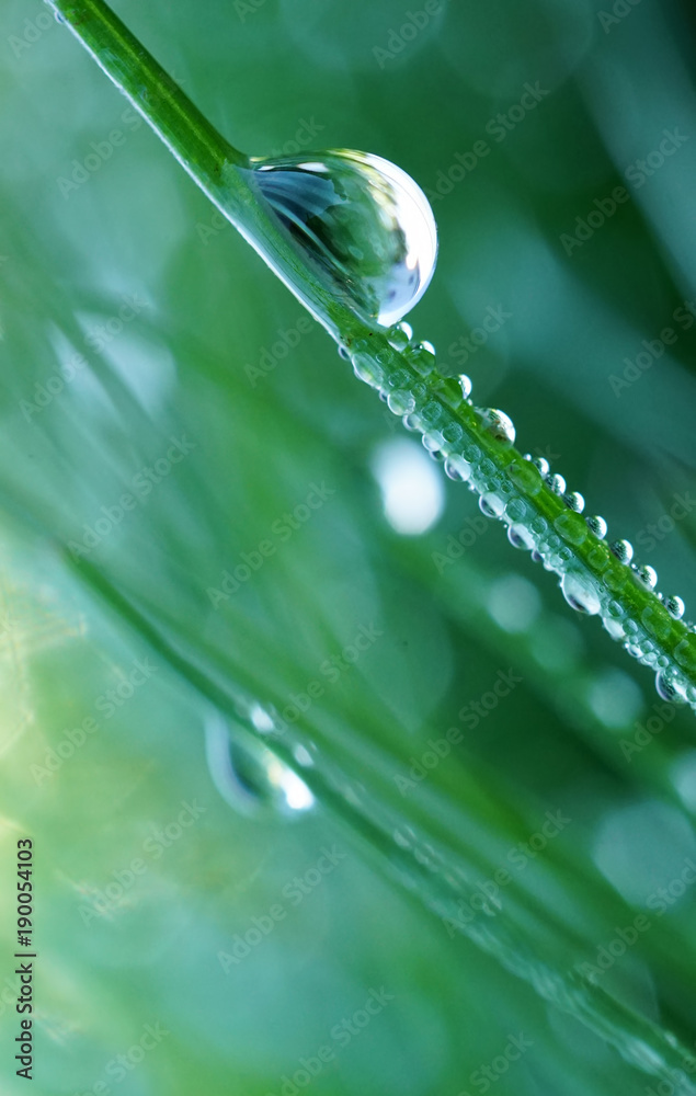 Poster beautiful large drop of water in the grass in the morning, macro. grass in morning dew in the spring