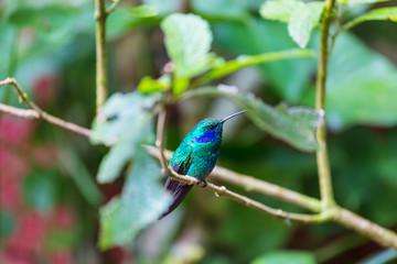 Kolibri