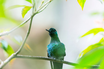 Kolibri