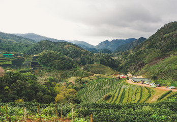 Tea Plantation Angkhang
