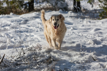 Retriever in winter forest