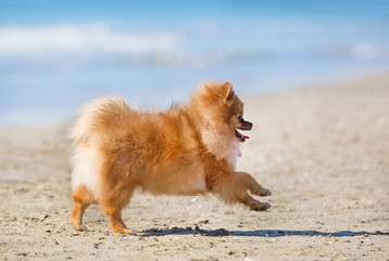 spitz on the beach