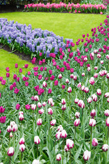 Flowerbed with tulips and hyacinths