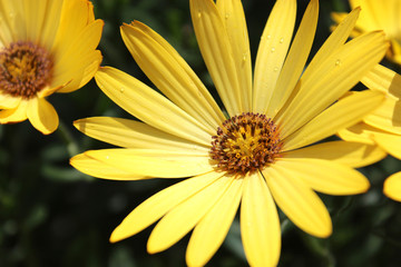 Yellow spring flowers