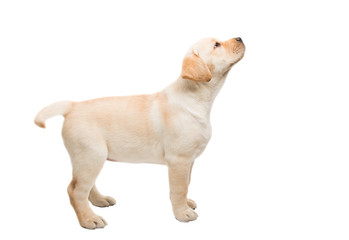 puppy labrador isolated