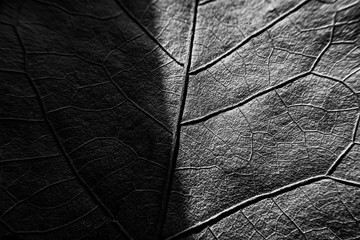 closeup of leaf veins/ abstract background 
