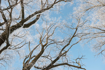 branches with snow on blue sky background in winter forest, beautiful wild landscape